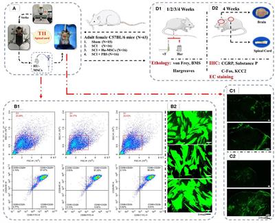 Partially brain effects of injection of human umbilical cord mesenchymal stem cells at injury sites in a mouse model of thoracic spinal cord contusion